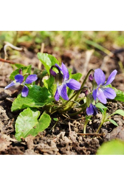 Фиалка садовая